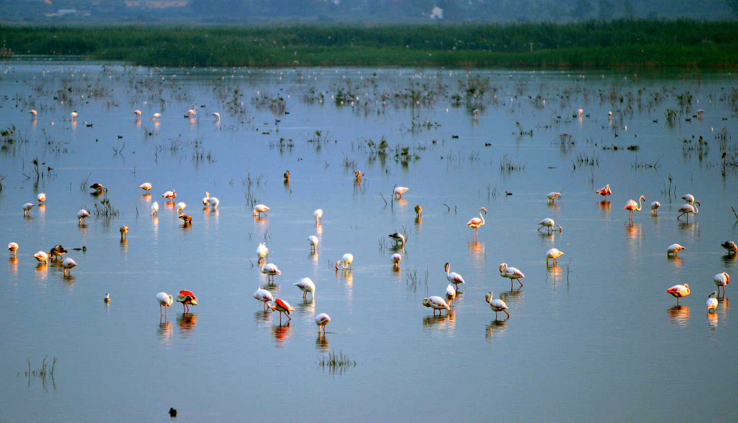 Parque Natural de El Hondo